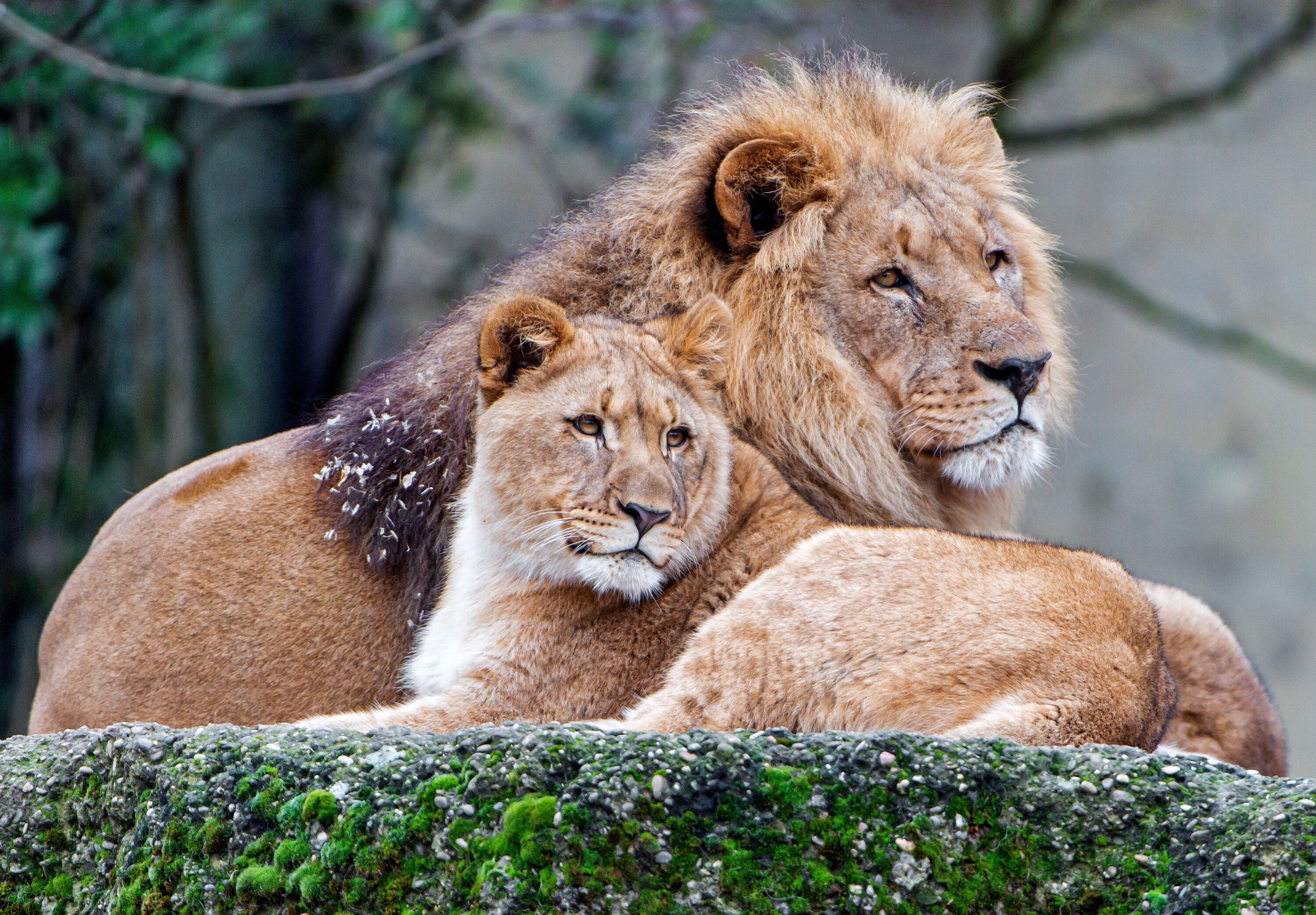 Мохнатая пара