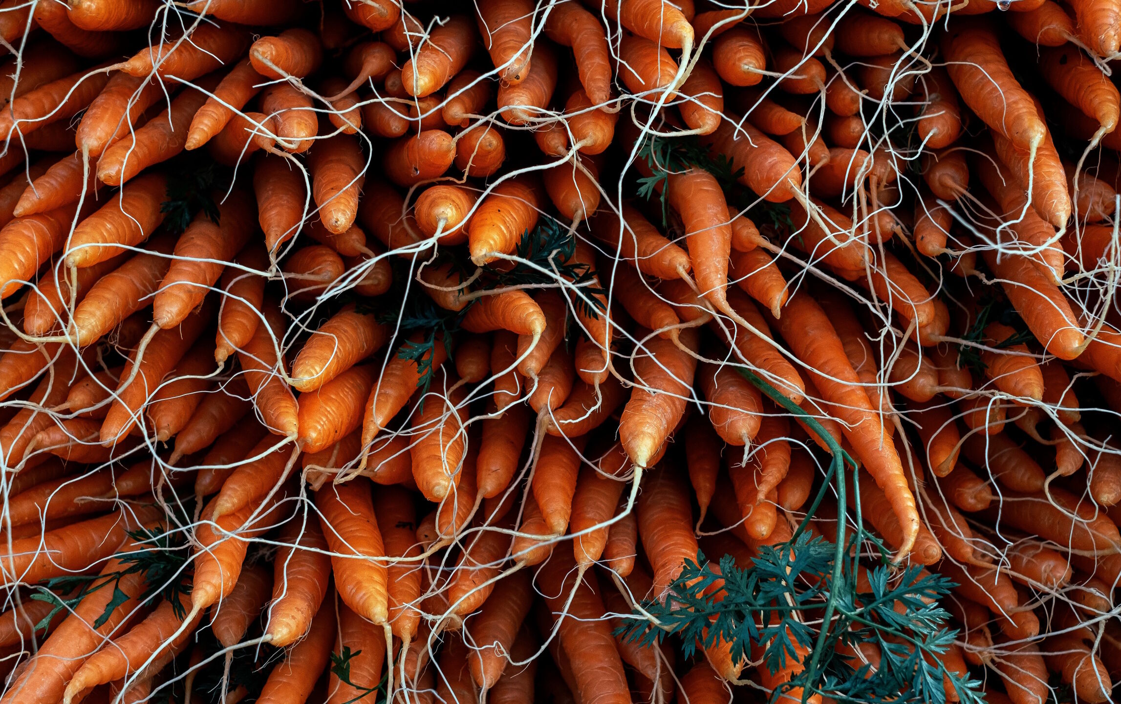 Урожай морковки