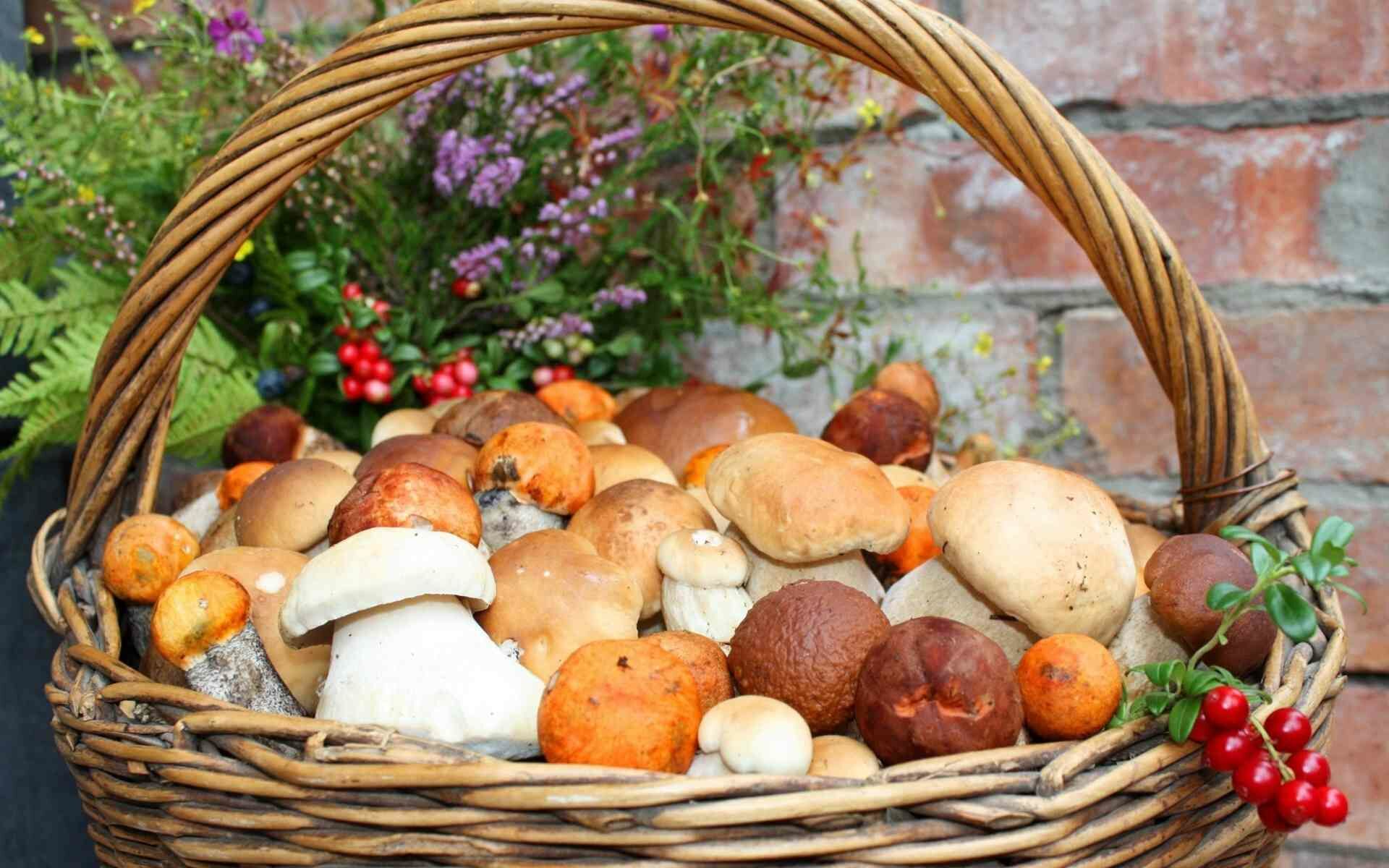 Корзина с грибами и брусника