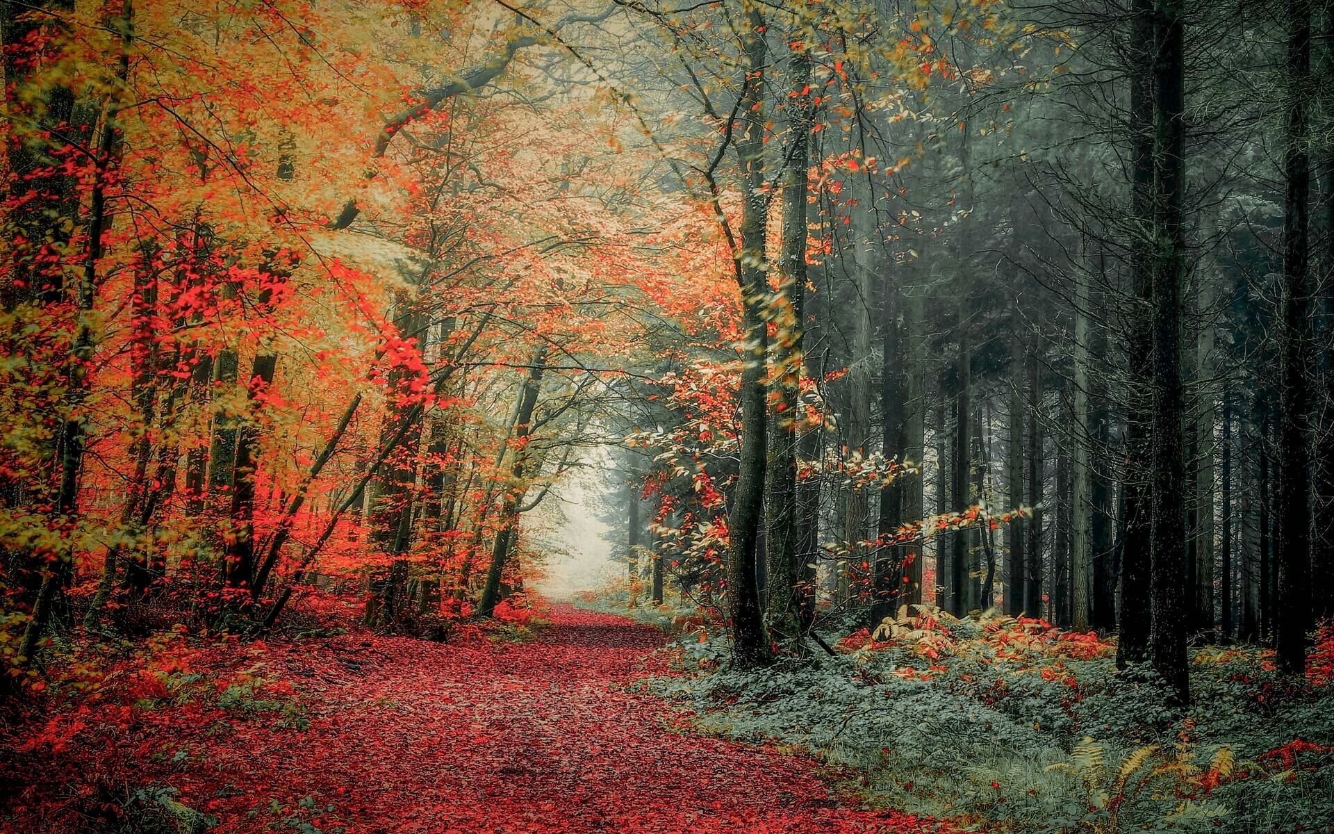 Зеленый и красный лес