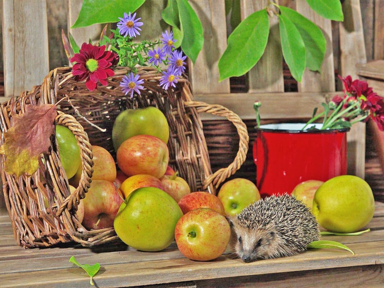 Ежик и яблочки