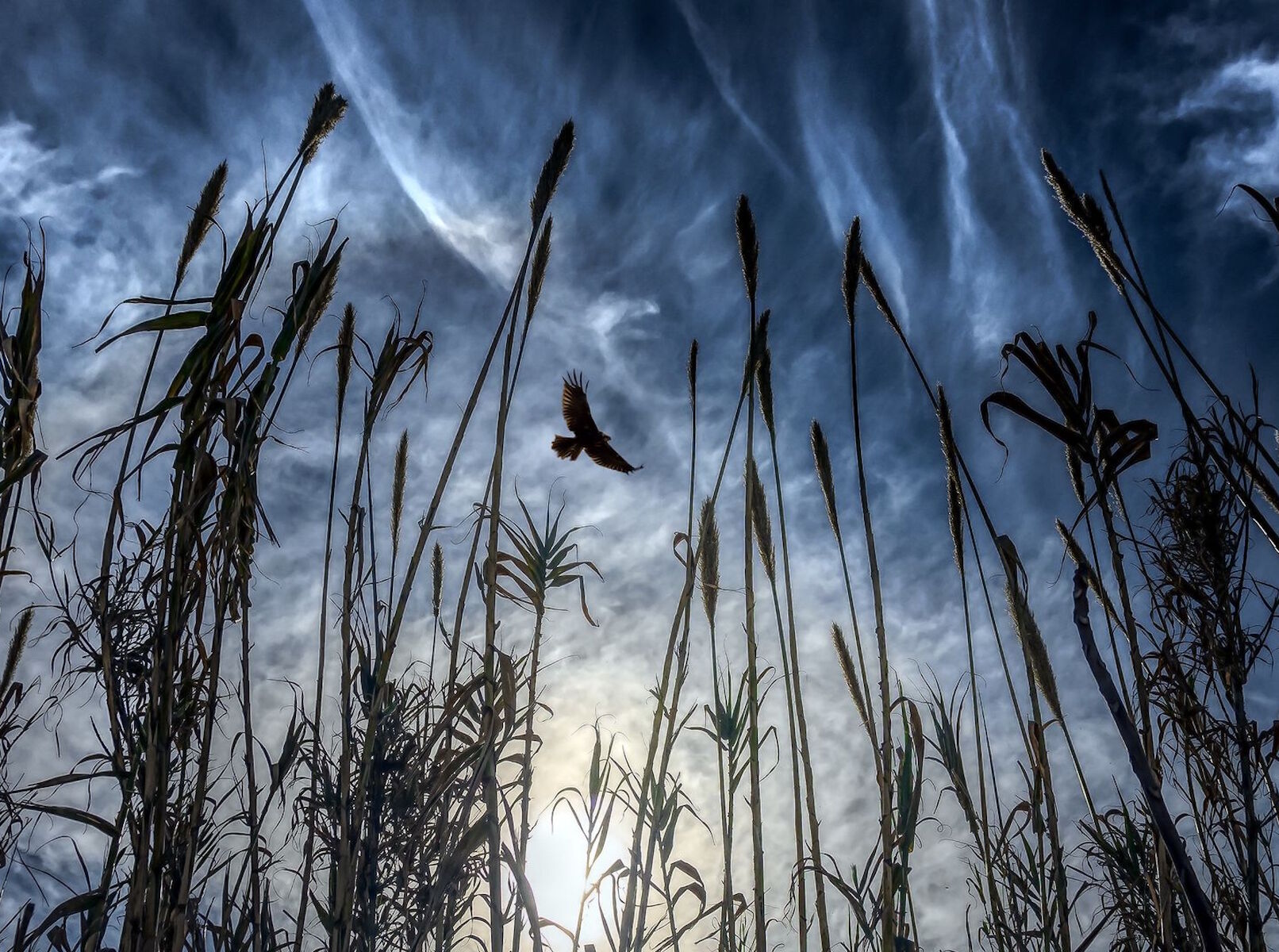 Ночная птица