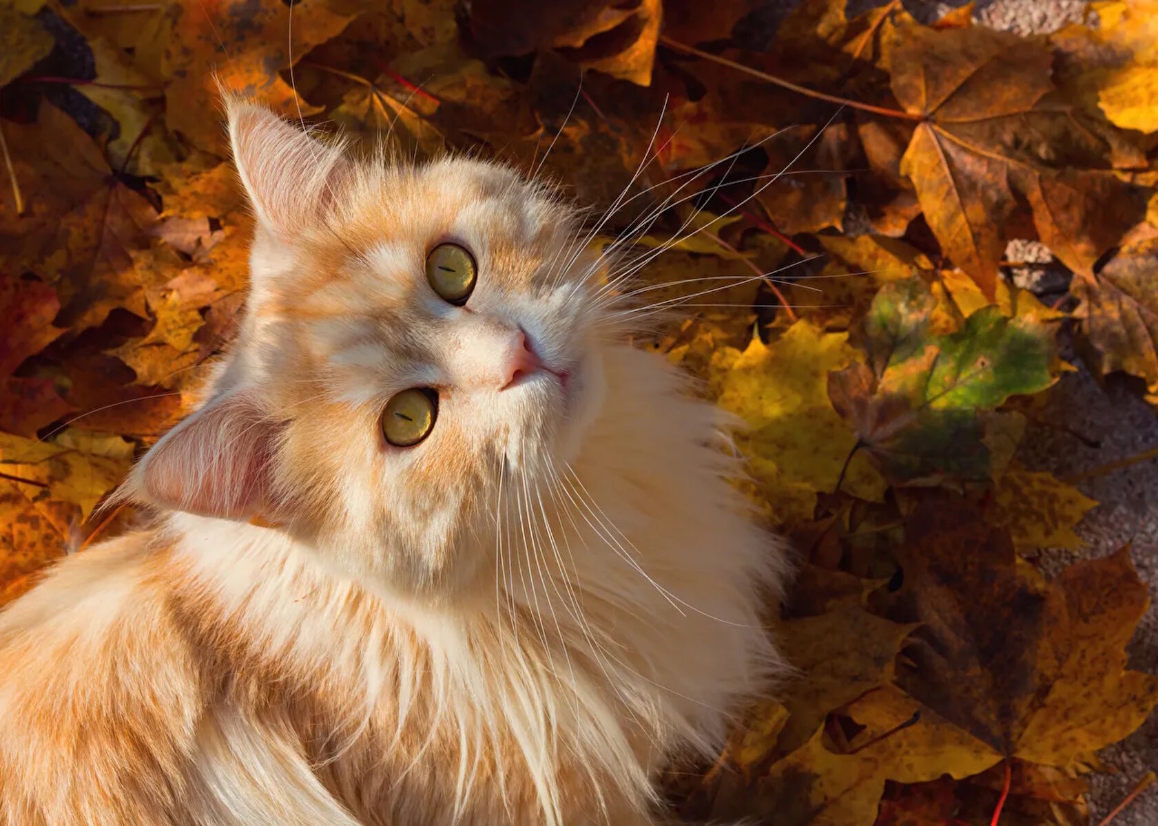 Кошка и листья