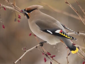 Акварельная птица