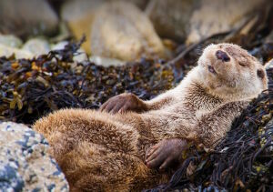 Спящая выдра