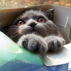 Котенок в коробке