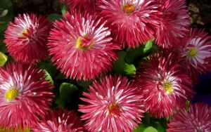 Пестрые маргаритки