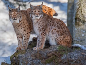 Кошки рыси