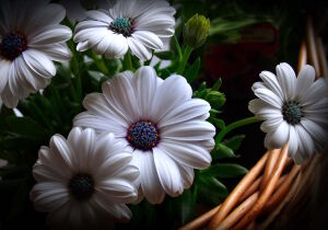 Непростые ромашки