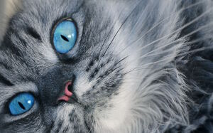 Голубоглазый котик