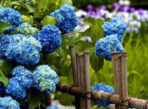 Голубая гортензия у забора