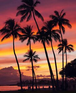 Ночные пальмы