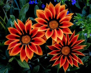 Оранжевая газания