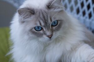 Сибирская голубоглазая кошка