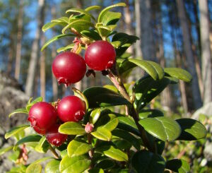 Яркая брусника