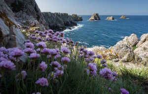 Цветочки и море