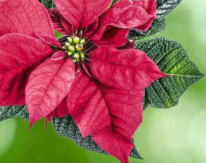 Цветок молочая