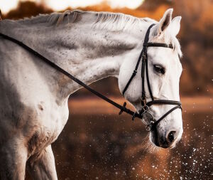 Белая лошадка