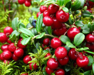 Северная ягода