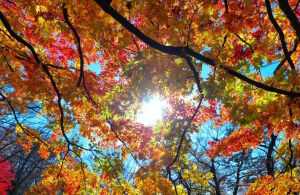 Солнце в листве