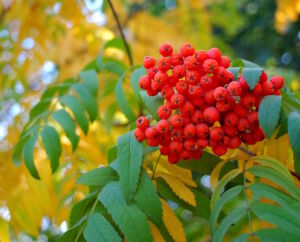Яркая рябина