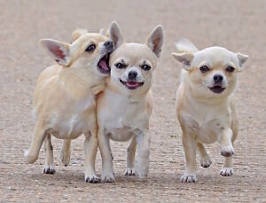 Три задорных щенка