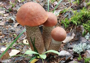 Грибочки подосиновики