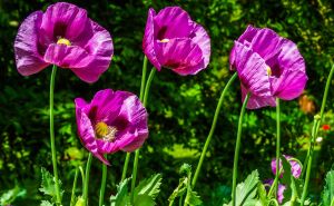 Фиолетовые маки