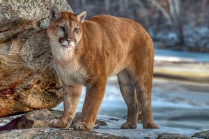 Забавная пума