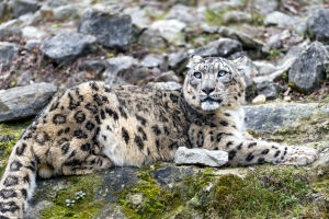 Снежный барс