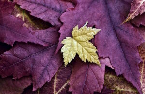 Желтый листочек