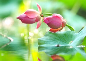 Бутоны лотоса