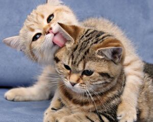 Не грусти дружок