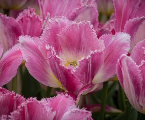 Мохнатые тюльпаны