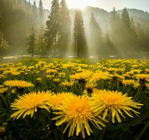 Одуванчики и лучи