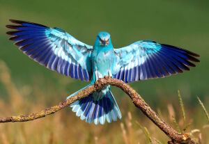 Синекрылка