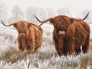 Хайленд коровки