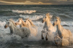 Лошади бегущие в воде