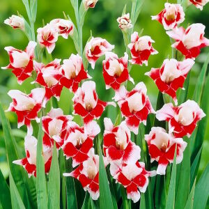 Красно-белые гладиолусы