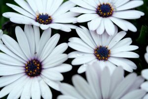 Ромашки с синей серединкой