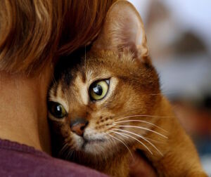 Кошка у хозяйки