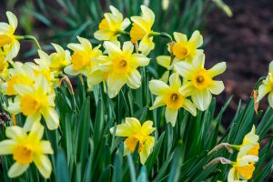 Нарциссы на клумбе