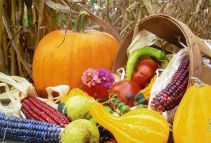 Тыковки и кукуруза