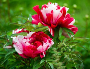 Двухцветные пионы