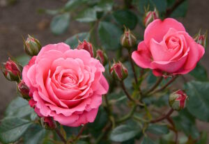 Две розы с бутонами