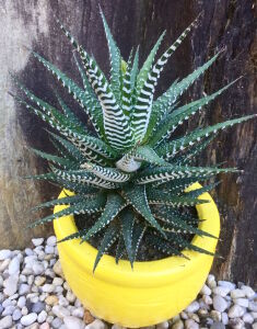 Хавортия аттенуата