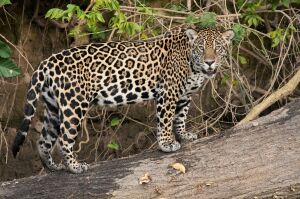 Пятнистый на бревне