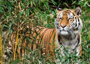 Спокойный тигр в траве
