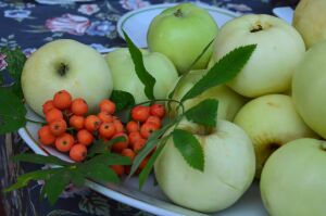 Яблоки и рябину