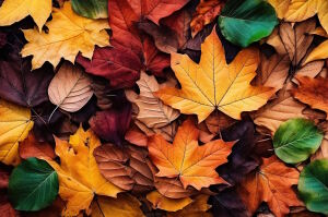 Много осенних листьев